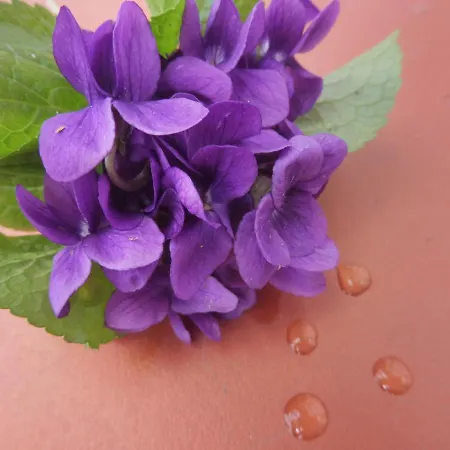 Ma Toulousaine D'hotes Oda ve Kahvaltı