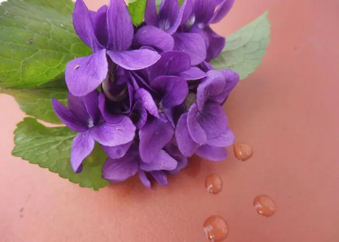 Ma Toulousaine D'hotes Bed & Breakfast